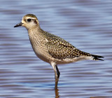 American Golden Plover