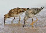 Pectoral Sandpiper & Stilt Sandpiper