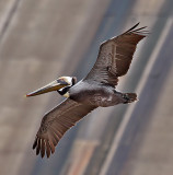 Brown Pelican