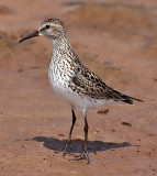 White-rumped Sandpiper