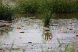 Reflections in a Lily Pond