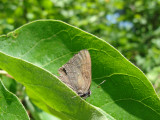 Banded Hairstreak