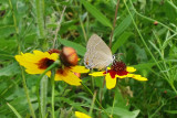 Soapberry Hairstreak