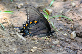 Eastern Tiger Swallowtail Female 