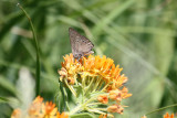 Aberrant Coral Hairstreak