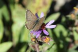 Lycaena editha