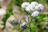 Pontia occidentalis