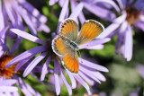 Western Pygmy Blue