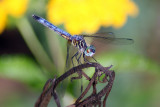 Garden Perch