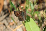 Lycaena helloides