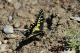 Anise Swallowtail