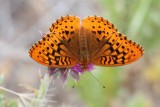 Speyeria cybele letona