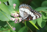 Limenitis weidemeyerii