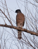 Coopers Hawk