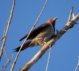 Northern Flicker
