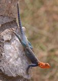 Agama Lizard