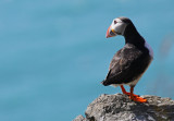 Atlantic Puffin