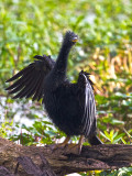 ANHINGA-14.jpg