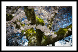 Spring Blossoms