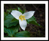 April Trillium