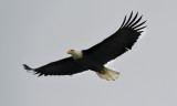 Harrison River Eagle photoshoot