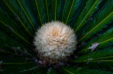 Interesting fern