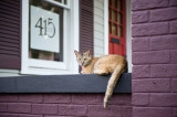 Cute cat pic