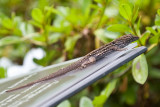 Mr. Lizard