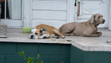 Cute pooch pic #5