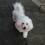 Cute pooch pic #6