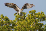 Osprey