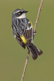 Yellow Rumped Warbler