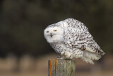 Snowy Owl