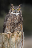 Great Horned Owl