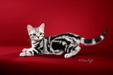 Ironforge Full Throttle (American Shorthair)