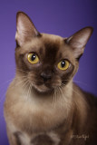 Meowtaintop Isabella of Katsnjazz (Burmese)