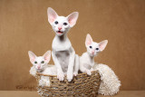 Minghou Cattery kittens (Oriental Shorthair)