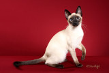 Cloudcity Asteria (Thai)