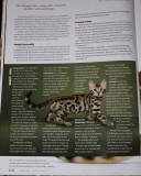Bengal kitten in Cat Fancy, from Amantra Bengals, Janice Tyler