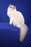 FinerPointRags Briseis Clever Beauty (Ragdoll)