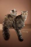 Kittikat kittens (Selkirk - longhair curly and shorthair straight)