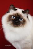 Kissyfurrs Its My Party of Partypaws (Birman)
