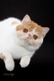 Dreamquete Vampire Bill of Zarafet (Exotic shorthair)