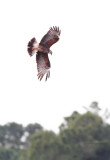 Snail Kite