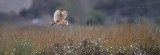Barn Owl in Fligh