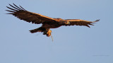 Golden Eagle under Golden light, with food!