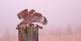 red-shouldered hawk