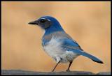 western scrub jay