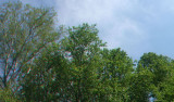 Spring arrives