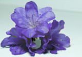 Azalea blossoms